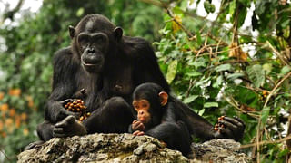 Train Mileage: రైలు మైలేజీ ఎంత..? ఒక కిలోమీటరుకు ఏ మాత్రం ఖర్చవుతుంది..? తెలుసుకుందాం రండి..