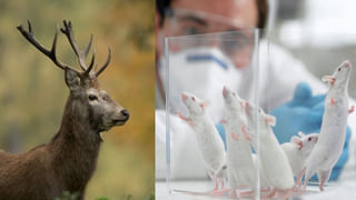 HP Laptop: విద్యార్థులూ ఇది మీ కోసమే.. కేవలం రూ. 28,999లకే ల్యాప్ టాప్.. టాప్ క్లాస్ ఫీచర్లున్నాయ్..