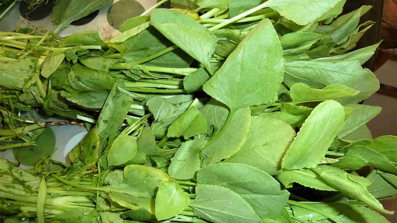 Chukkakura: చుక్కకూరకి క్యాన్సర్కి సంబంధం ఏంటి.. మీరు తింటున్నారా..? అయితే ఇది తెలుసుకోండి