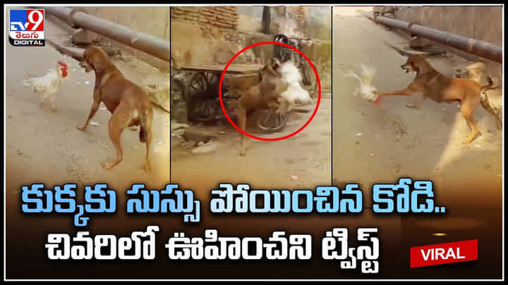 Cock - Dog: కుక్కకు సుస్సు పోయించిన కోడి.. చివరిలో ఊహించని ట్విస్ట్.. Cock - Dog: కుక్కకు సుస్సు పోయించిన కోడి.. చివరిలో ఊహించని ట్విస్ట్..