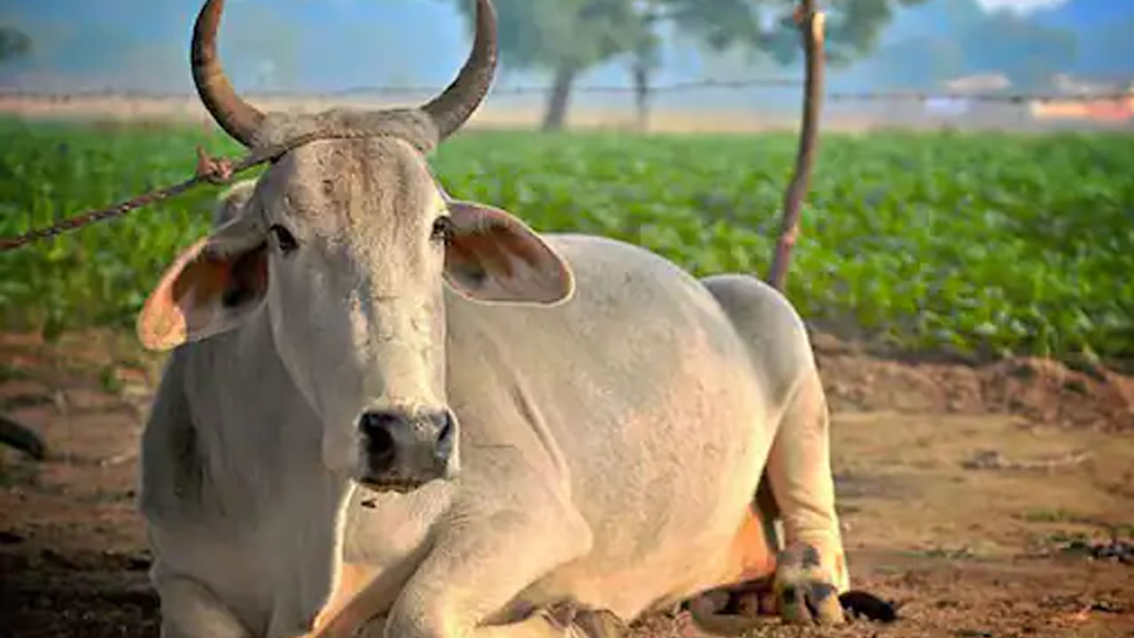 Cow Cess: ఆ రాష్ట్రంలో మందుబాబులకు షాక్.. ప్రతి మద్యం బాటిల్‌పై గో సంరక్షణ పన్ను