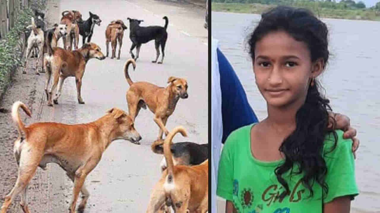 Telangana: అయ్యో దేవుడా.. ప్రాణాలు తీస్తున్న వీధి కుక్కలు.. మరో చిన్నారి బలి..