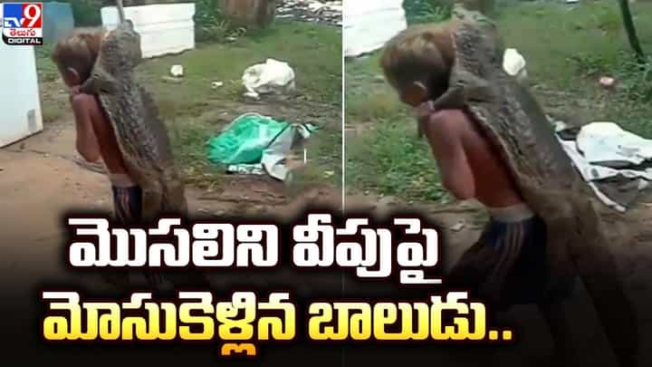 భయం లేకుండా మొసలిని వీపుపై మోసుకెళ్లిన బాలుడు !! నెట్టింట వీడియో వైరల్ భయం లేకుండా మొసలిని వీపుపై మోసుకెళ్లిన బాలుడు !! నెట్టింట వీడియో వైరల్