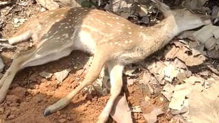 Vizianagaram: బెంగాల్ టైగర్ ఈజ్ బ్యాక్.. మళ్లీ పంజా విసురుతున్న పులి.. జనాల్లో టెన్షన్.. టెన్షన్