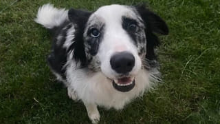 భార్యకు గర్భం రాకూడదని ఓ చిన్నారిని నరబలి ఇచ్చిన భర్త