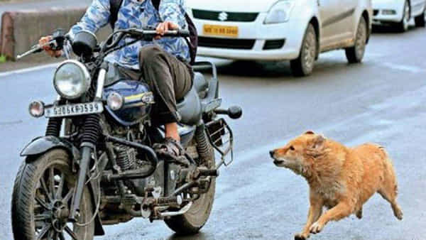Dogs: బైక్పై వెళ్తుంటే కుక్కలు వెంటపడుతున్నాయా..? ఇలా చేస్తే ఠక్కున ఆగిపోతాయి..