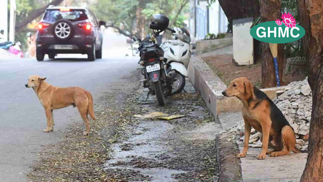 Dogs Attack: భాగ్యనగరంలో మరోసారి కుక్కల బీభత్సం.. బాలుడు, రిటైర్డ్ ఆర్టీసీ ఉద్యోగిపై వీధి కుక్కల దాడి.. తప్పిన ప్రాణాపాయం