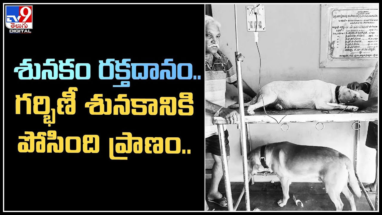 Dog donates blood: శునకం రక్తదానం.. గర్భిణీ శునకానికి పోసింది ప్రాణం.. వీడియో.
