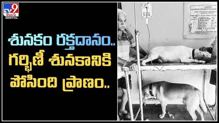 Dog donates blood: శునకం రక్తదానం.. గర్భిణీ శునకానికి పోసింది ప్రాణం.. వీడియో. Dog donates blood: శునకం రక్తదానం.. గర్భిణీ శునకానికి పోసింది ప్రాణం.. వీడియో.