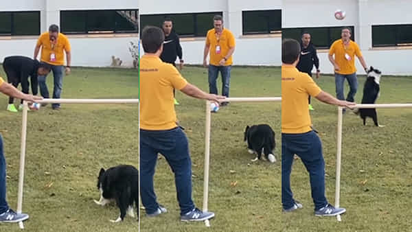 Dog Videos: ఈగోని హర్ట్ చేస్తే అంతే..! బంతిని గాల్లోకి ఎగిరి అడ్డుకున్న గోల్ కీపర్.. వీడియోను మీరే చూడండి..