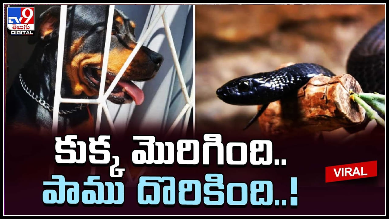 Dog Black snake వాహ్‌ శునకం.. నల్ల తాచు నుంచి యజమానిని కాపాడింది