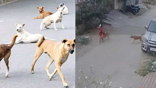 Telangana: తెలంగాణలో డాగ్ టెర్రర్.. హైదరాబాద్లో మరో చిన్నారిపై దాడి చేసిన వీధి కుక్కలు.. మంచిర్యాల లోనూ సేమ్ సీన్