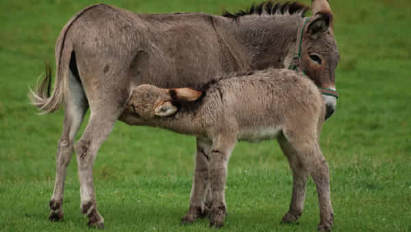 Donkey Milk: గాడిద పాలు నిజంగా ఆరోగ్యమేనా? అసలు కథ ఇక్కడ తెలుసుకోండి..