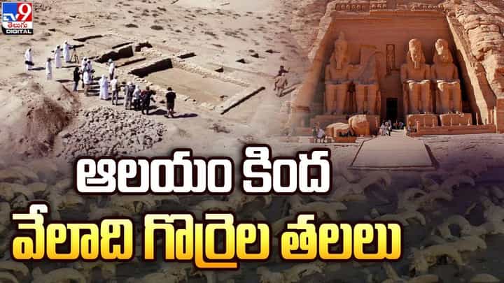 తవ్వేకొద్ది బయటపడుతున్న వేలాది గొర్రెల తలలు !! తవ్వేకొద్ది బయటపడుతున్న వేలాది గొర్రెల తలలు !!