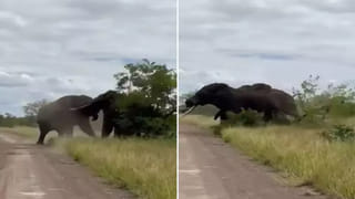 Watch Video: అద్దంలో తన అందం చూసుకుని తెగ మురిసిపోయిన బుజ్జి కుక్క.. ఎంత క్యూట్‌గా ఉందో.. మీరే చూడండి..