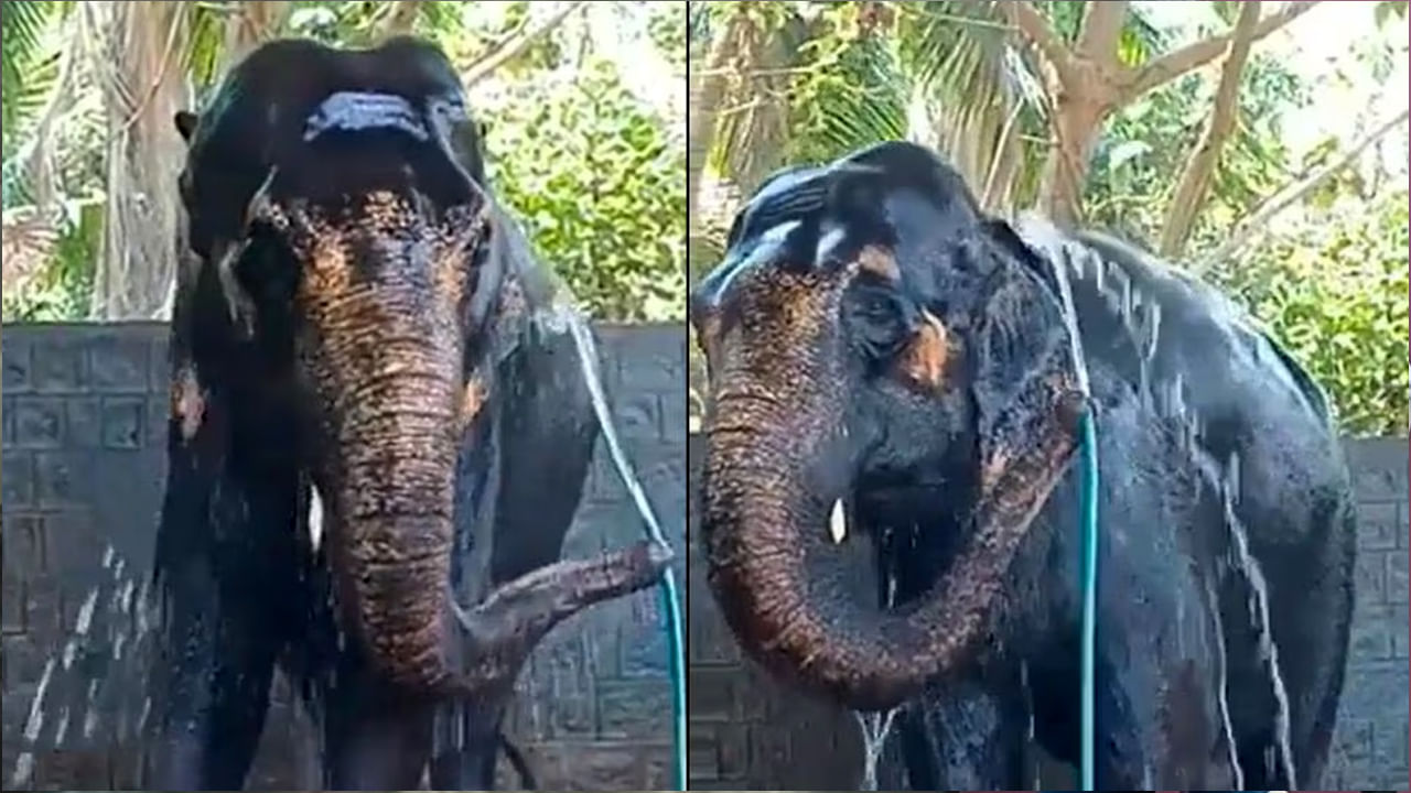 Viral video: బాబు బద్దక రత్నాలు ఈ ఏనుగును చూసి నేర్చుకోండిరా నాయన..