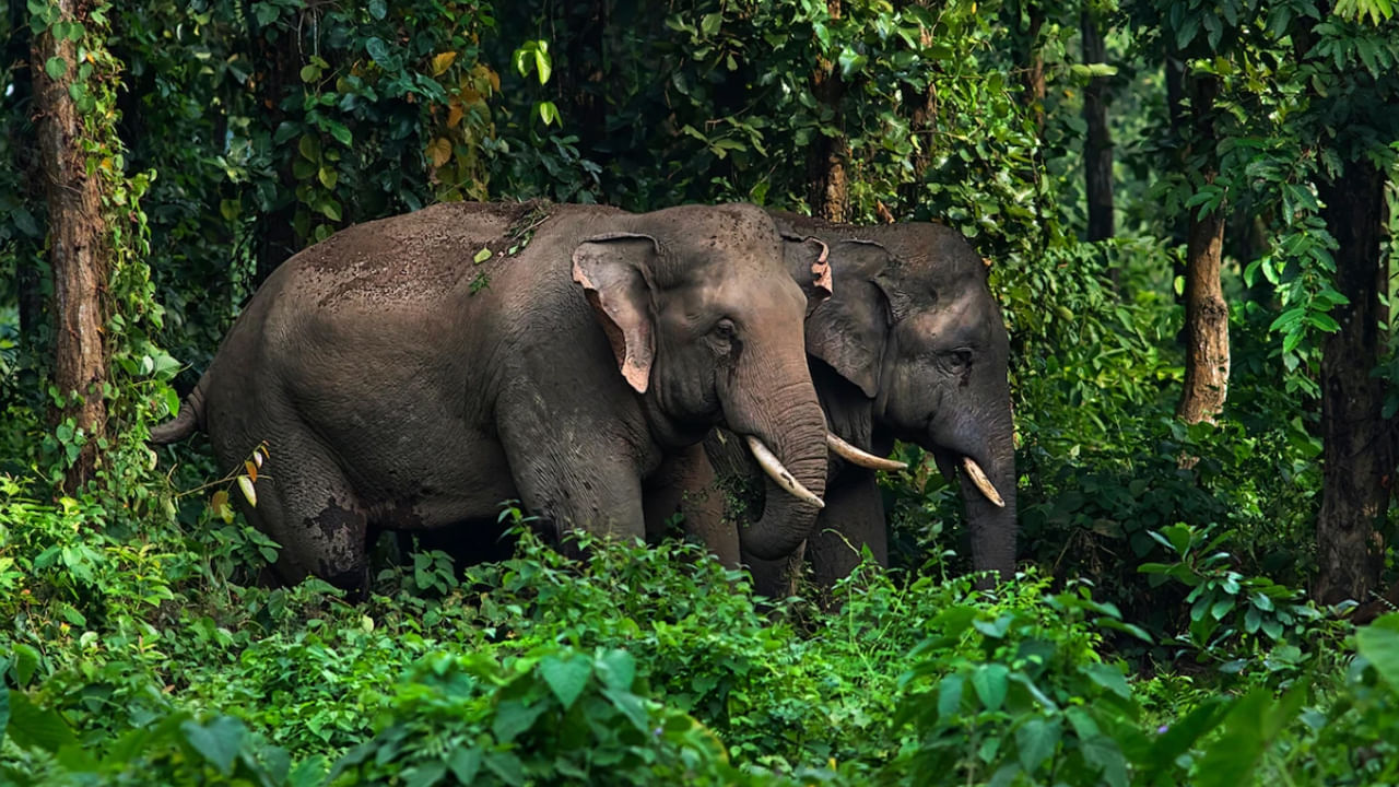 Elephant Hulchul: తమిళనాడులో ఏనుగుల బీభత్సం.. సెల్ఫీ తీసుకోబోయి ఒకరు మృతి.. పలువురికి గాయాలు