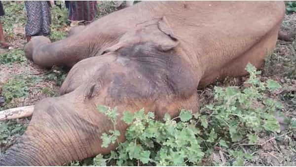 Elephant: అందరు చూస్తుండగా.. విద్యుత్ తీగల్లో చిక్కుకుని విలవిలలాడిన గజరాజు మృతి