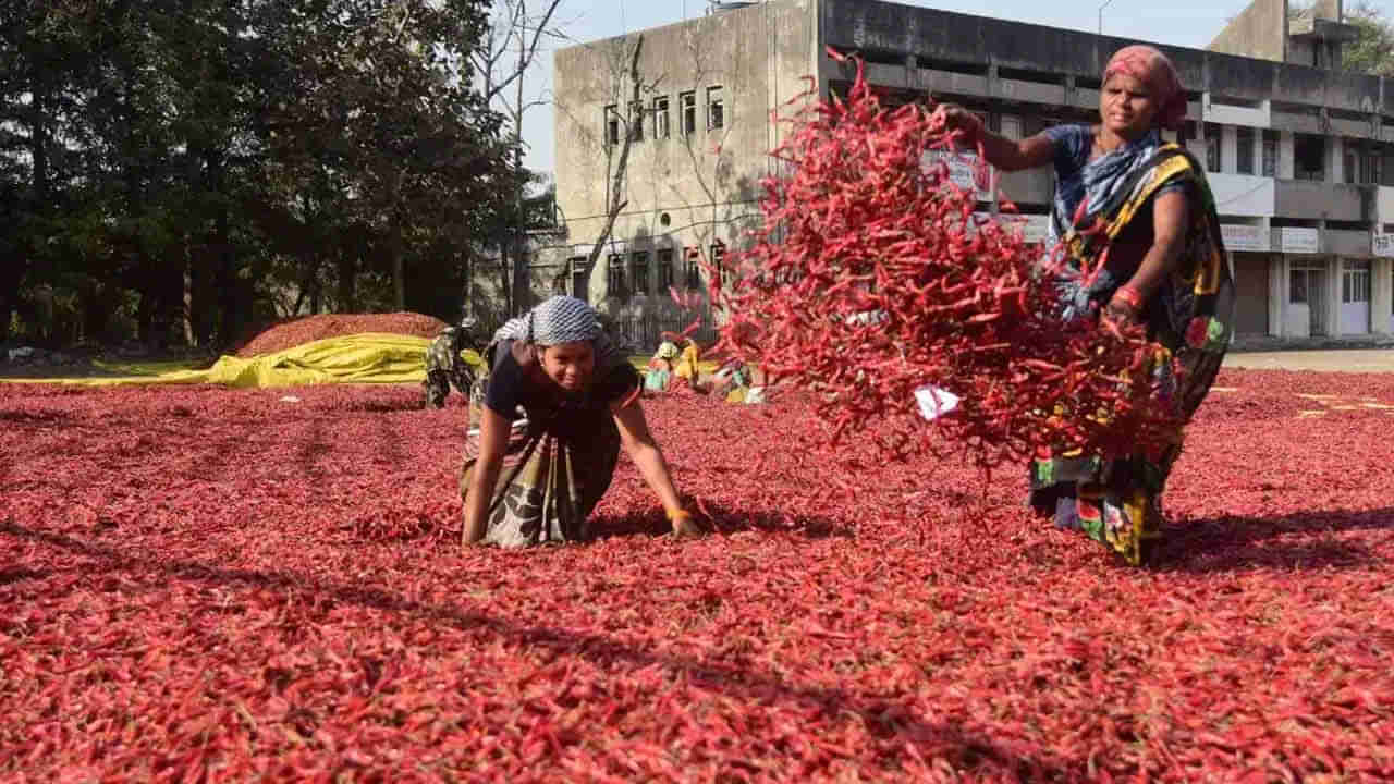 Mirchi Market: రోజురోజుకూ ఘాటెక్కుతోన్న ఎర్రబంగారం .. రైతులకు కాసుల వర్షం కురిపిస్తోన్న మిర్చి..