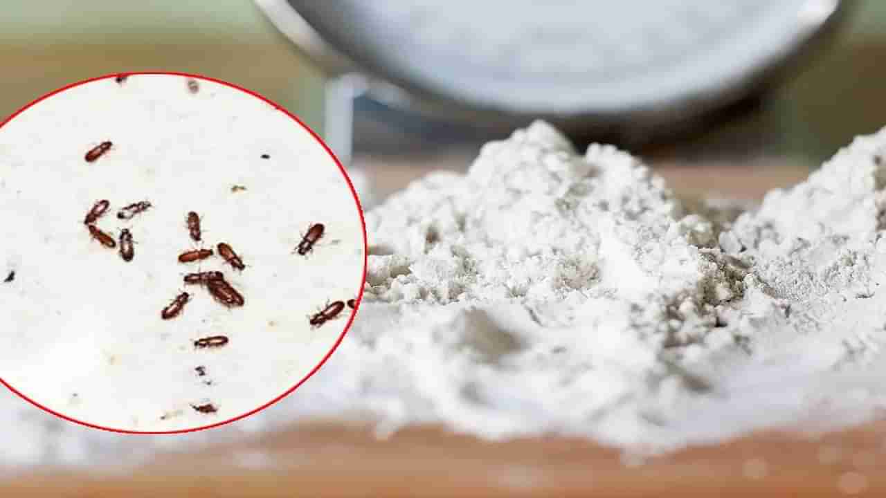 Flour Storage Tips: డబ్బాలో పెట్టిన పిండికి పురుగులు పట్టేస్తున్నాయా? ఈ సింపుల్ టిప్స్ పాటిస్తే ఎప్పుడూ ఫ్రెష్‌గానే..