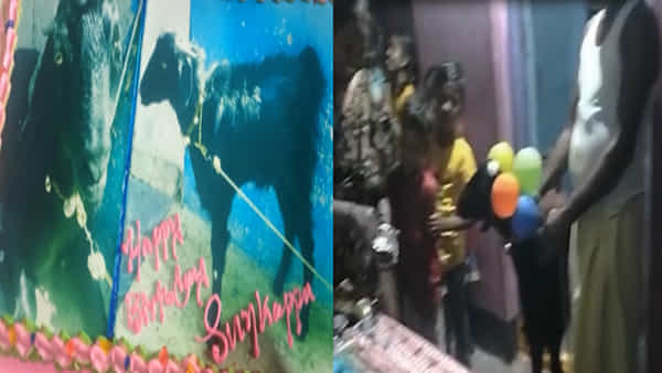 Goat Birthday: వినూత్నంగా మేకపోతుకు జన్మదిన వేడుకలు.. మూడు కేజీల కేక్ కట్ చేసి మరీ సెలబ్రేషన్స్