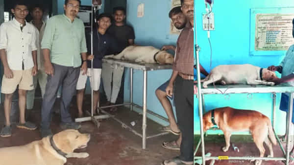 Blood Donation: మహత్తరం.. గర్భంతో ఉన్న కుక్కకు మరో కుక్క రక్తదానం చేసింది..