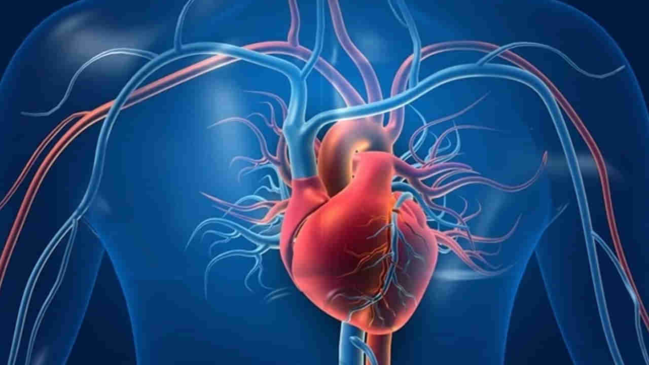 Heart Health: గుండె ఆరోగ్యాన్ని మెరుగుపరిచే సూపర్ ఫుడ్స్.. తింటే చెడు కొలెస్ట్రాల్ ఇట్టే మాయం..