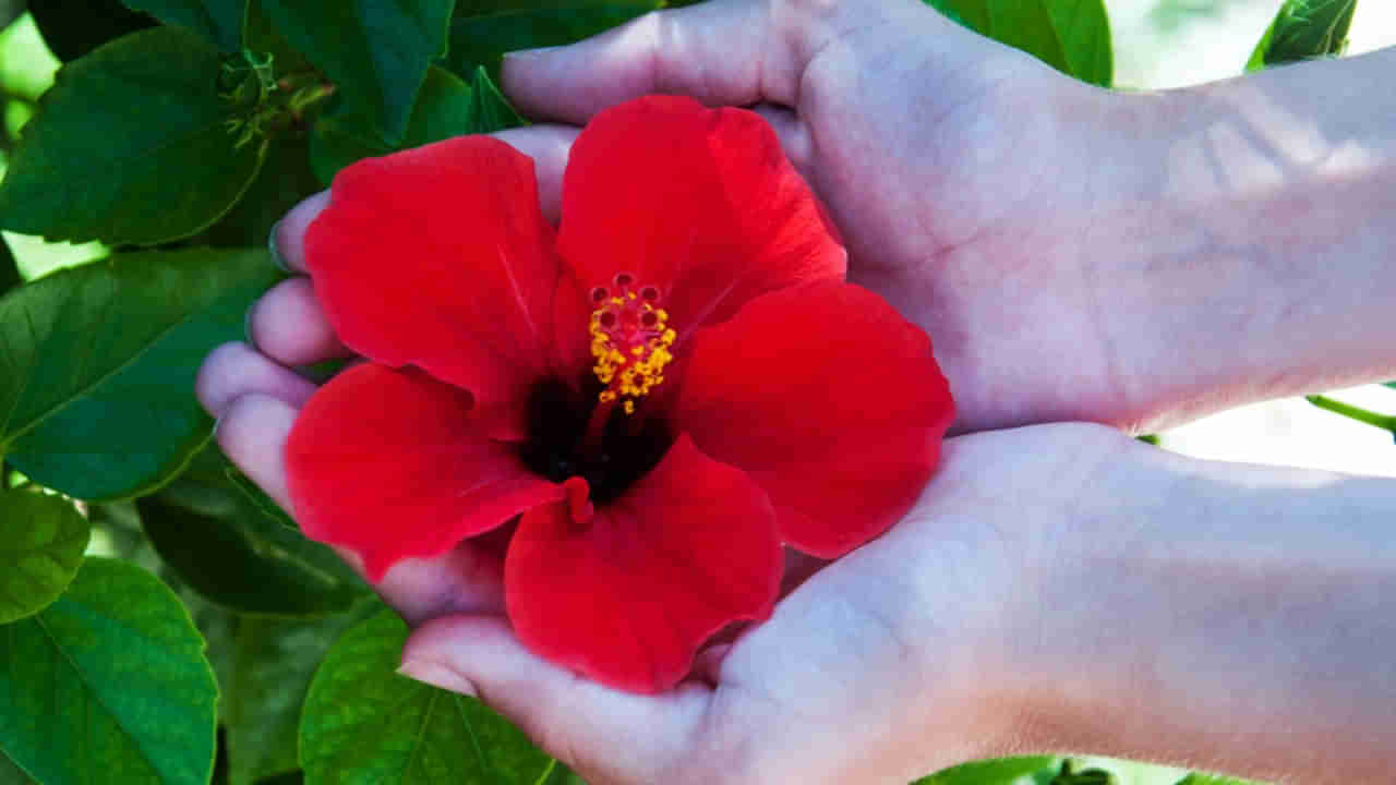 Hibiscus for Heart Health: మందారతో గుండె ఆరోగ్యం పదిలం.. ఇంకా పుష్కలమైన ఆరోగ్య ప్రయోజనాలు ..