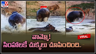 Rare Bird: ఈ పిట్టకు సిగ్గెక్కువ..! నారాయణపేటలో ‘నవరంగ్‌’ అరుదైన వలస పక్షి..!