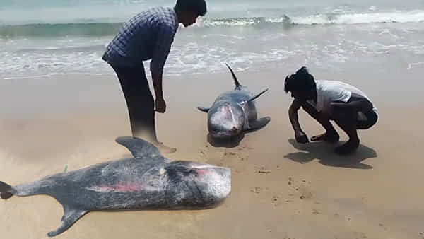 Vizag: తీరానికి వచ్చిన భారీ డాల్ఫిన్.. తిరిగి తీసుకెళ్లి నీటిలోకి వదిలినా.... పాపం