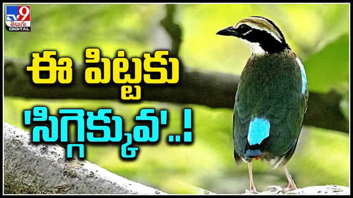 Rare Bird: ఈ పిట్టకు సిగ్గెక్కువ..! నారాయణపేటలో 'నవరంగ్' అరుదైన వలస పక్షి..! Rare Bird: ఈ పిట్టకు సిగ్గెక్కువ..! నారాయణపేటలో 'నవరంగ్' అరుదైన వలస పక్షి..!