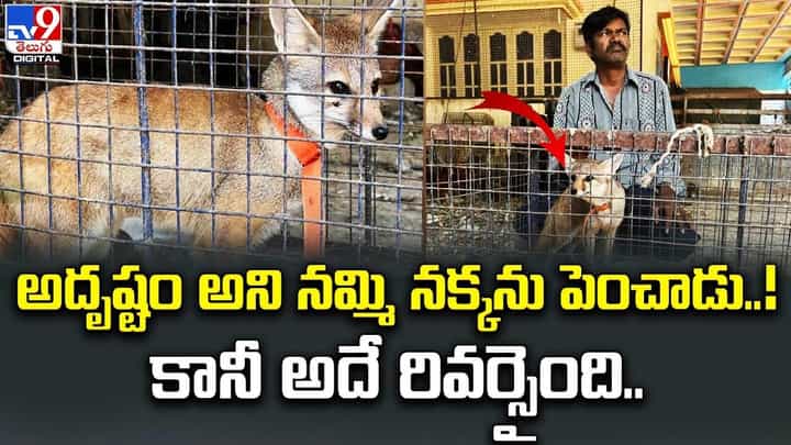 అదృష్టం అని నమ్మి నక్కను పెంచుకున్నాడు !! కానీ అదే రివర్సై !! అదృష్టం అని నమ్మి నక్కను పెంచుకున్నాడు !! కానీ అదే రివర్సై !!