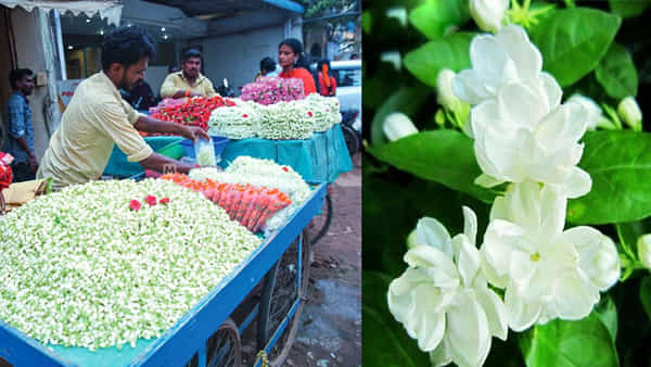 Jasmine Flowers: పెళ్లిళ్ల సీజన్ కావడంతో మల్లెపూలకు డిమాండ్ .. కొండెక్కిన ధరలు..
