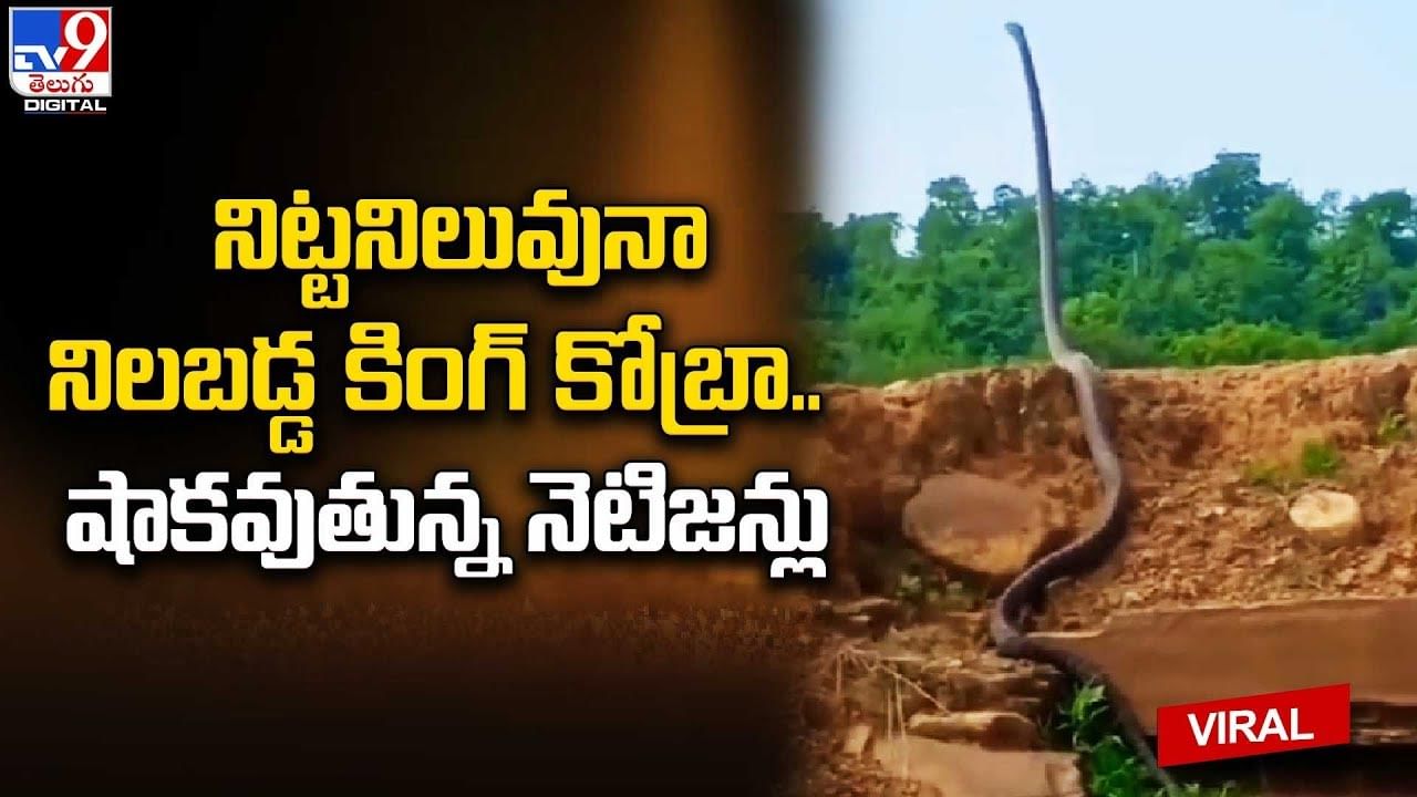 నెటిజన్లను వణికిస్తున్న భారీ కింగ్‌ కోబ్రా..