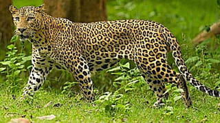 ఏపీ స్కిల్‌ డెవలప్‌మెంట్‌ స్కామ్‌లో కీలక పరిణామం.. జీవీఎస్‌ భాస్కర్‌ను మళ్లీ అరెస్ట్‌ చేసిన సీఐడీ