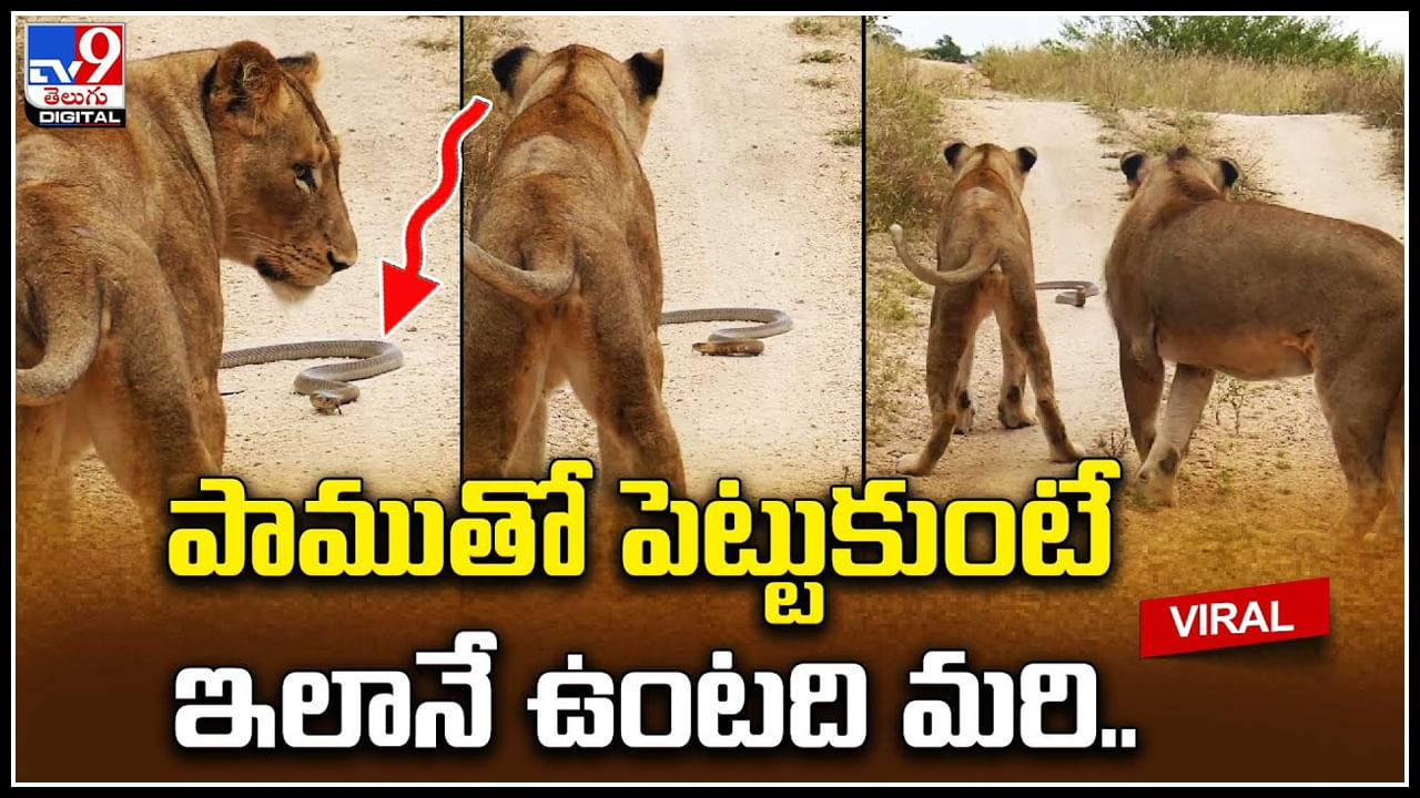 Lion and Snake:ఎంత సింహ రాజు అయినా స్నేక్ రాజు ముందు ఇంతే..! వైరల్ వీడియో..