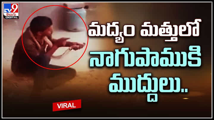 Kiss With Snake: మదమెక్కి మందుమత్తులో నాగుపాముకి లిప్ లాక్ లు.. చివరికి.. వీడియో. Kiss With Snake: మదమెక్కి మందుమత్తులో నాగుపాముకి లిప్ లాక్ లు.. చివరికి.. వీడియో.