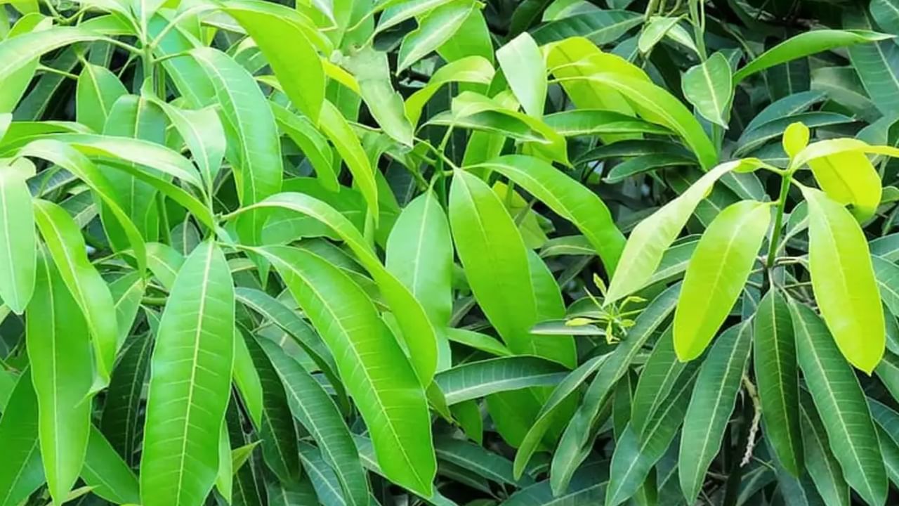 Mango Leaf Benefits: మామిడి ఆకు మధుమేహంతో సహా ఈ ఆరోగ్య సమస్యలన్నింటినీ పరిష్కరించగలదు..