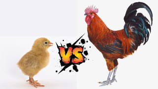 Watch Video: గాడిదకేం తెలుసు అనుకోవద్దు..! మధుర స్వరంతో గొంతెత్తి పాడుతుంది తియ్యగా..!!