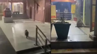 Watch Video: మరీ ఇంత కక్కుర్తా.. బీఎమ్‌డబ్ల్యూ కారులో వచ్చి రూ. 100 చెట్లను దొంగలించారు.