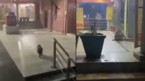 Viral Video: అయోధ్యలో మరో అద్భుత దృశ్యం.. రోజూ గుడికి వెళ్లి భగవంతుడికి నమస్కరిస్తున్న కోతి..! ఆ హనుమంతుడే అంటూ..!!