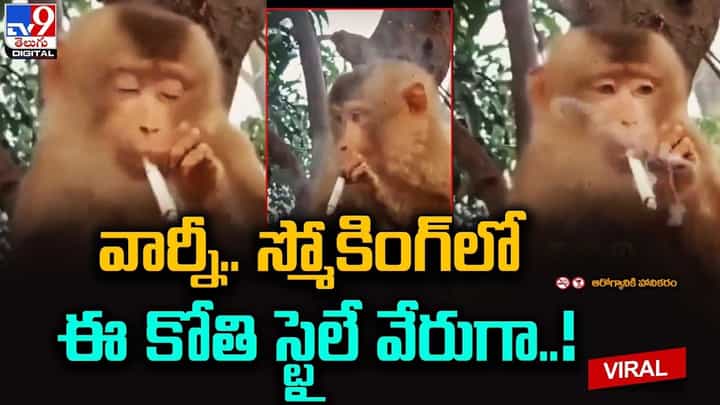 గుప్పు గుప్పుమంటూ సిగరెట్ తాగుతున్న కోతి.. ఈ వానరం స్టైల్ ఏ వేరు అంటున్న నెటిజన్స్ గుప్పు గుప్పుమంటూ సిగరెట్ తాగుతున్న కోతి.. ఈ వానరం స్టైల్ ఏ వేరు అంటున్న నెటిజన్స్