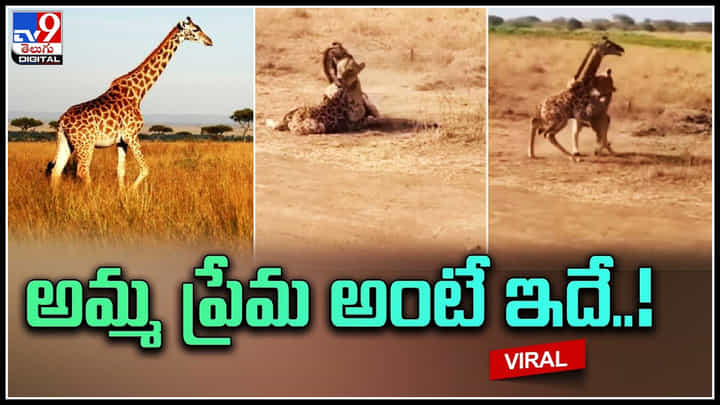 Giraffe - Lion: సింహం నోటి నుంచి పిల్ల జిరాఫీని కాపాడిన తల్లి.. వీడియో వైరల్. Giraffe - Lion: సింహం నోటి నుంచి పిల్ల జిరాఫీని కాపాడిన తల్లి.. వీడియో వైరల్.