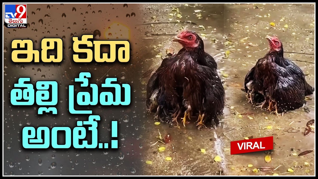 Hen Viral Video: ఇది కదా తల్లి ప్రేమ అంటే..! వర్షంలో తడుస్తూ.. బిడ్డలకు గొడుగై.. Hen Viral Video: ఇది కదా తల్లి ప్రేమ అంటే..! వర్షంలో తడుస్తూ.. బిడ్డలకు గొడుగై..