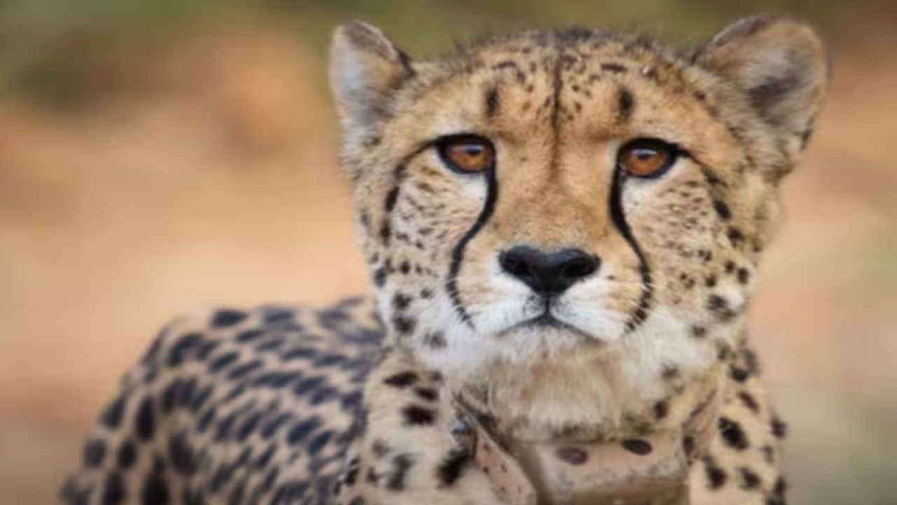 Namibian Cheetah: నమీబియా నుంచి తీసుకొచ్చిన 8 చీతాల్లో ఒకటి మృతి.. మిగతా ఏడింటికీ..!
