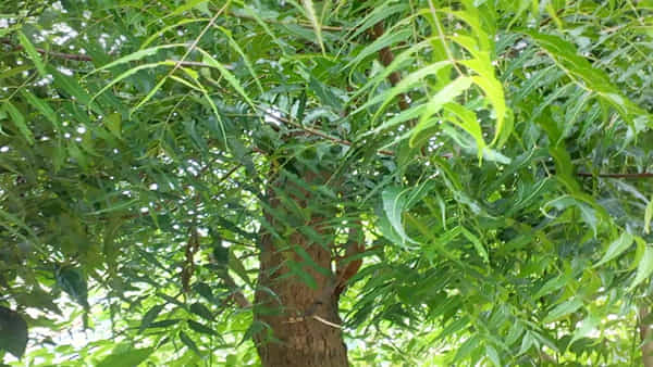 Neem Tree: వేప తినడం ద్వారా ఏ వ్యాధి నయమవుతాయంటే.. ప్రయోజనాలను ఏంటో తెలుసుకోండి