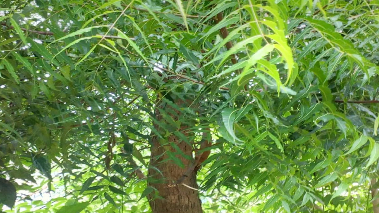 Neem Tree: వేప తినడం ద్వారా ఏ వ్యాధి నయమవుతాయంటే..  ప్రయోజనాలను ఏంటో తెలుసుకోండి