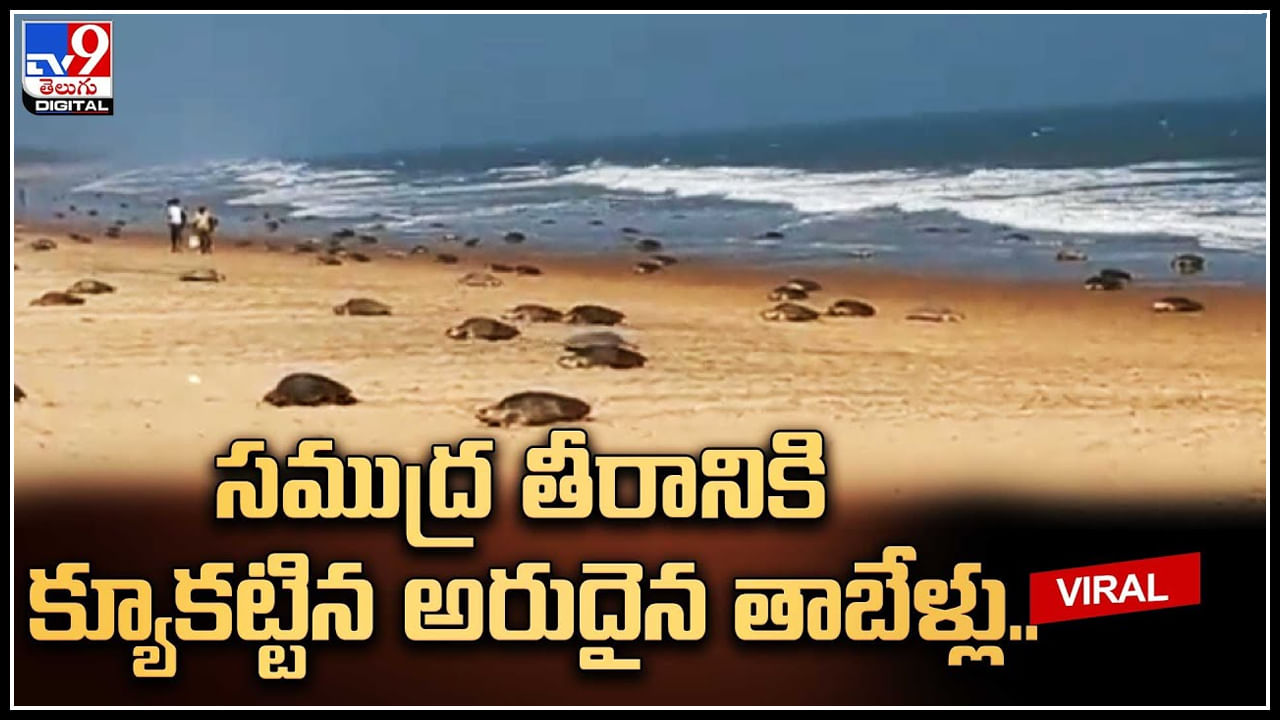 Olive Ridley Turtles: సముద్ర తీరానికి క్యూకట్టిన అరుదైన తాబేళ్లు.. ఏటా సీన్ రిపీట్..