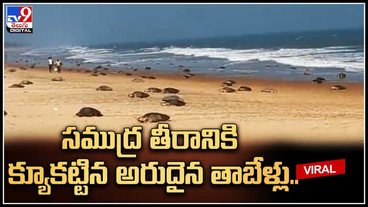 Olive Ridley Turtles: సముద్ర తీరానికి క్యూకట్టిన అరుదైన తాబేళ్లు.. ఏటా సీన్ రిపీట్.. Olive Ridley Turtles: సముద్ర తీరానికి క్యూకట్టిన అరుదైన తాబేళ్లు.. ఏటా సీన్ రిపీట్..