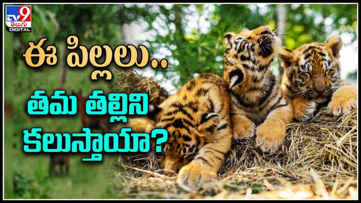 Tiger cubs: రోజులు గడుస్తున్న కానరాని పులి జాడ.. విలవిల్లాడుతున్న కూనలు.. Tiger cubs: రోజులు గడుస్తున్న కానరాని పులి జాడ.. విలవిల్లాడుతున్న కూనలు..